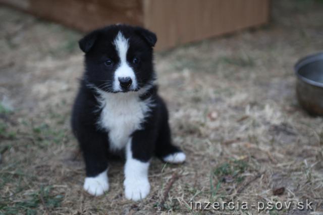 šteniatko border kólie